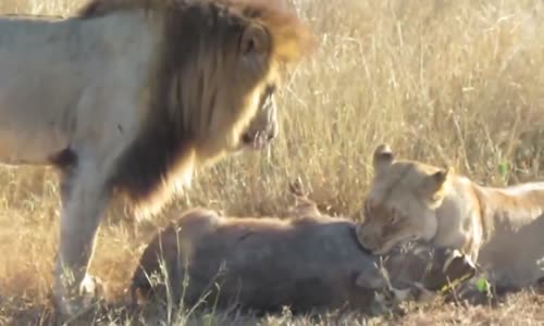 Avını Öldüren Dişiyle Sevişmek İsteyen Erkek Aslan.