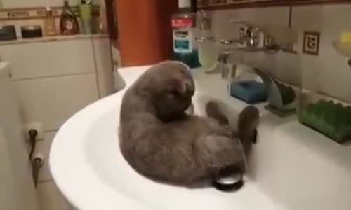 Sıcaktan Bunalan Kedi Sonunda Musluk Altına Girdi