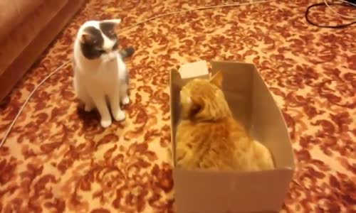 İki Çılgın Kedi Kutu İçin Savaşıyor