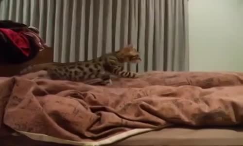 Yatakta Sahibiyle Oynayan Kedi