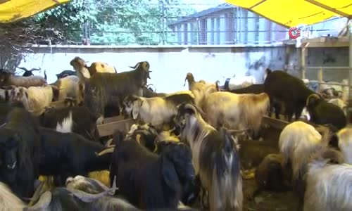 Kurban pazarında keçiye talep arttı