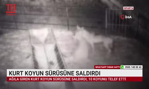 KURT KOYUN SÜRÜSÜNE SALDIRDI