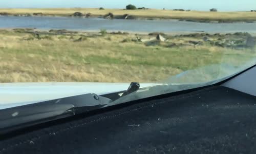 Avustralyalı Kırmızı Karınlı Siyah Yılanın Kaportada Yolculuğu