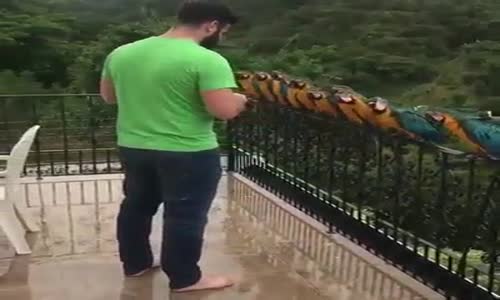 Papağanlarına Kahvaltı Veren Güzel İnsan