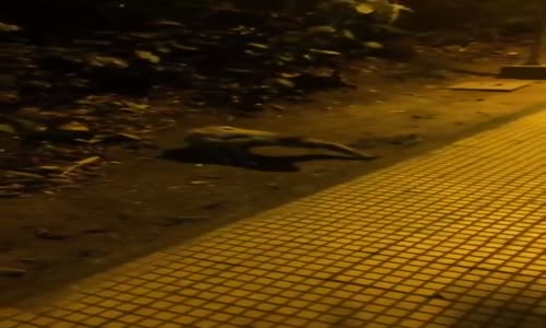 Gece Vakti Çalıların Arasından Yaratık Gibi Çıkan Tembel Hayvan