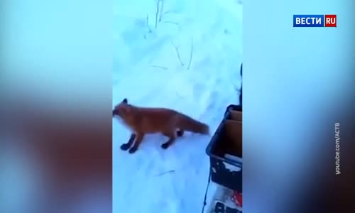 Kışın Aç Kalan Tilkiyi Doyuran Balıkçı