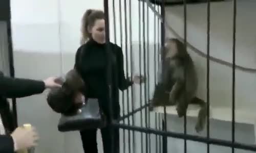 Kendisine yem veren kadına dokundurmayan maymun :)
