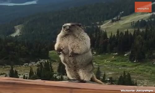 Çok Zor Gülmeme Challenge'ı Derlemesi