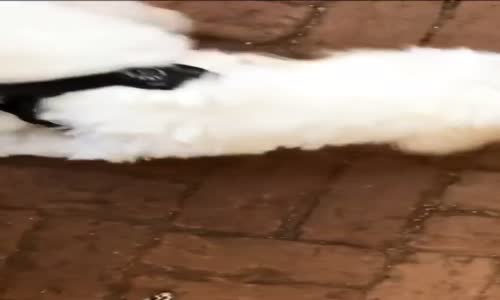 Şeyma Subaşı Ve Hayvan Sevgisi  