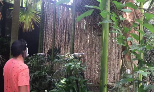 Maskeyle Maymun Korkutan Rahatsız