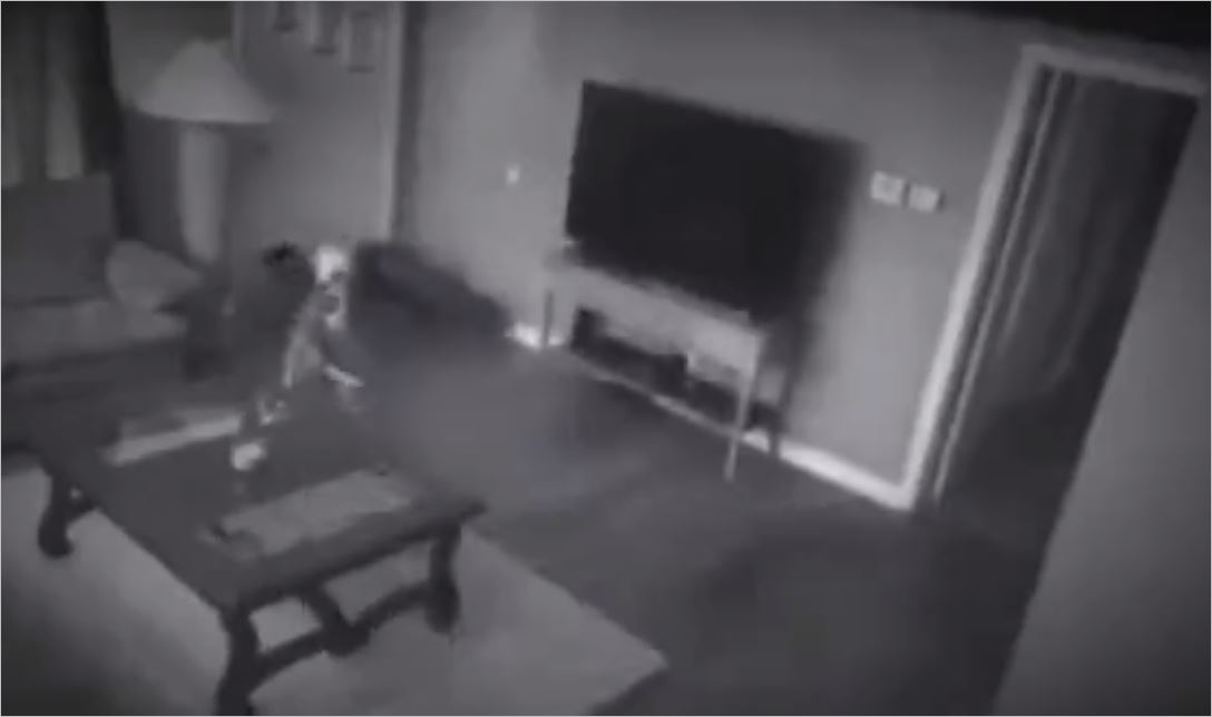 Eve Giren Hırsıza Saldıran Pitbull