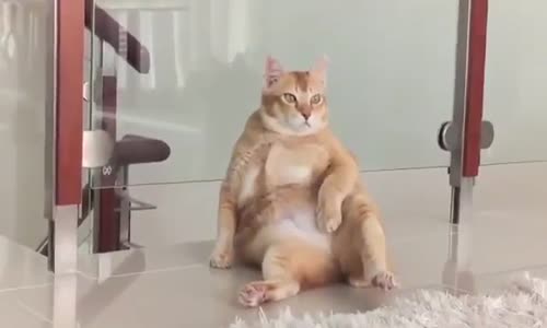 Kedinin Kendine Has Oturuşu