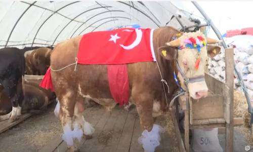 Kurban Pazarının Şampiyonu Belli Oldu