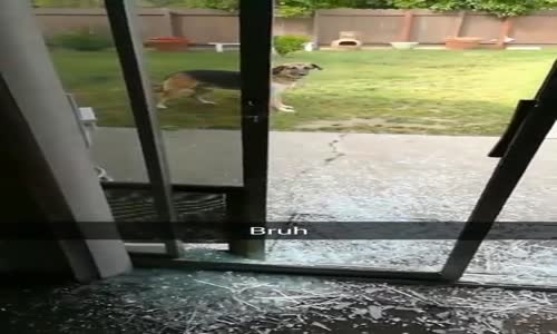 Dışarı Çıkmak İçin Camı Çerçeveyi İndiren Köpek