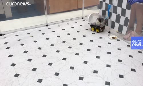 Araba Kullanarak Stres Atan Fareler