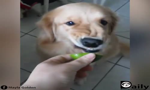 Limona Çok Tuhaf Tepki Veren Köpek