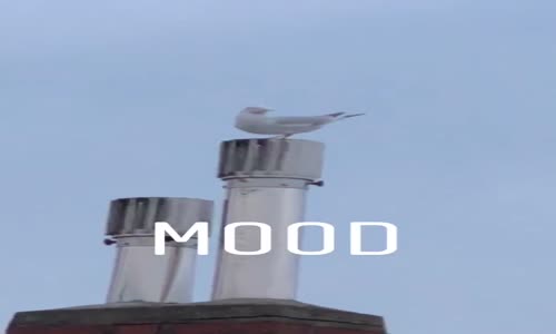 Baca Filtresiyle Mesneviye Bağlayan Martı