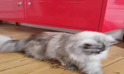 Dünyanın En Güzel Kedi Videosu