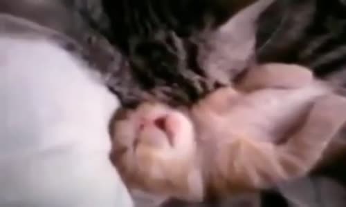 Rüya Gören Yavrusuna Sarılan Kedi