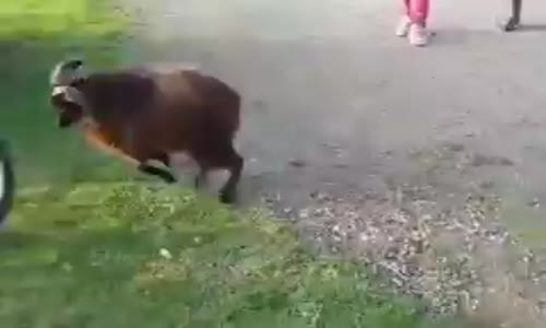 Koç VS Bisiklet Kapışması