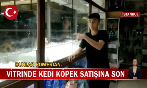 Artık Petshop Vitrinlerinde Kedi ve Köpek Satışı Yasak! İşte Detaylar