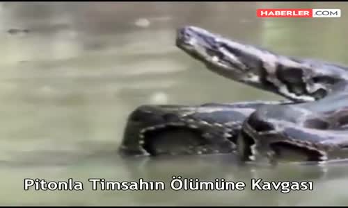 Piton İle Timsah Karşılaşırsa