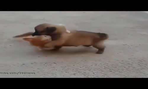 Kedi Köpek Kapışması