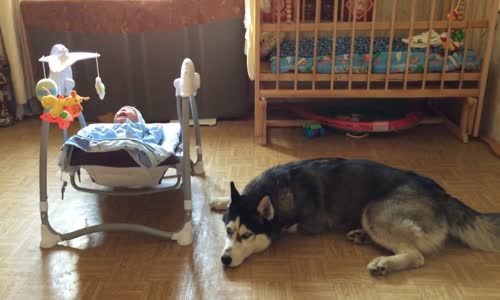 BEbek Ağlıyor ve Bebek Bakıcısı KURT.....Çok Hoşlar, Kesin Görülmeye değer Video