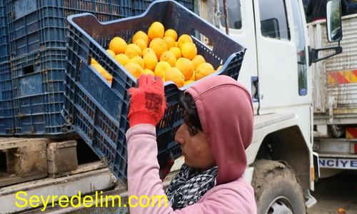 Narenciye üreticisi işçi bulamıyor
