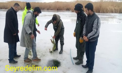 Van'da ‘Eskimo’ usulü balık avı