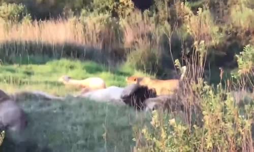 Yavru Aslanın Uyuyan Babasını Uyandırması