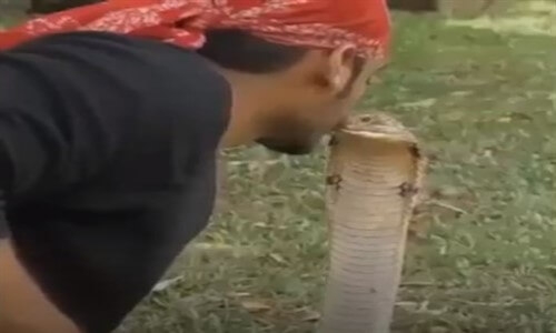 Kobra Yılan ile Öpüşen Çılgın Adam