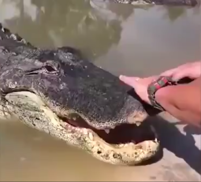 Timsahın Ağzının Üstünde Stres Çarkı Çevirme