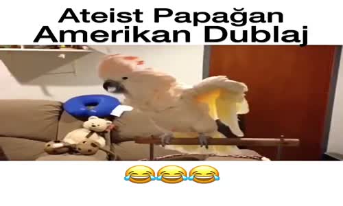 Ateist Papağan - Amerikan Dublaj
