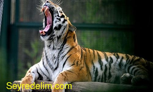 Bengal kaplanları kar bekliyor