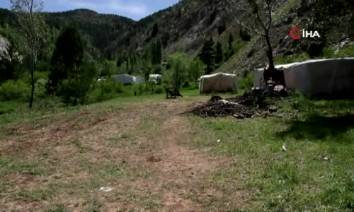 Sivas’ta tırtıl istilası, vatandaşlar tedirgin 