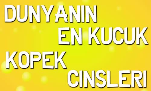 Dünyanın En Küçük Köpek Cinsleri