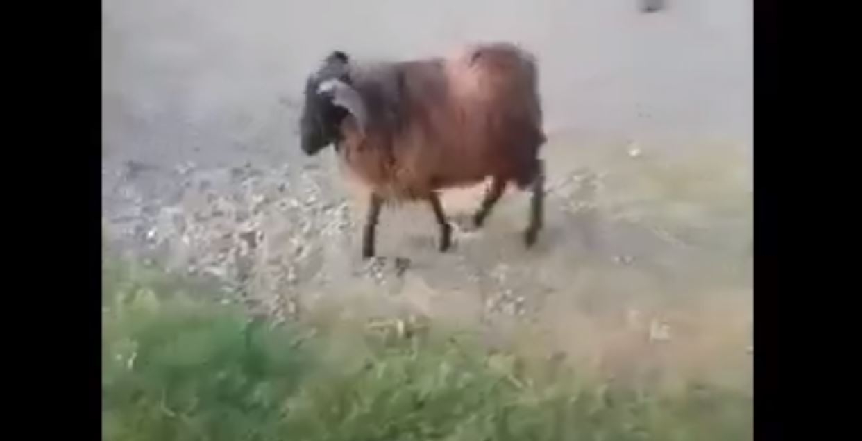 Keçi Feci Sİnirlenmiş :)