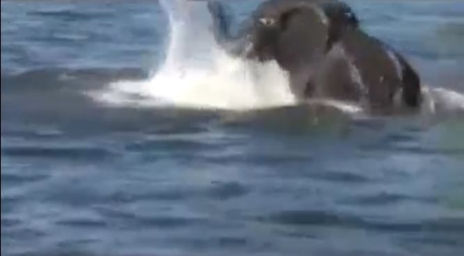 GÖREBİLECEĞİNİZ EN VAHŞİ HAYVAN SALDIRILARI !!! KALBİ OLAN İZLEMESİN YÜREK DAYANMAZ !!!