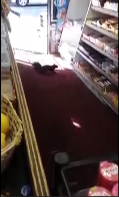 Markete Girip Çikolata Çalan Hırsız Sincap