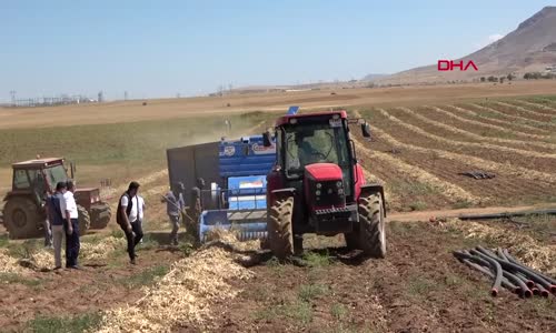 Bitlis'te kuru fasulye hasadı başladı! 40 bin ton ürün bekleniyor