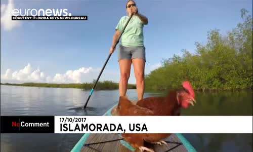 Kürek Sörfü Yapan Tavuk Loretta