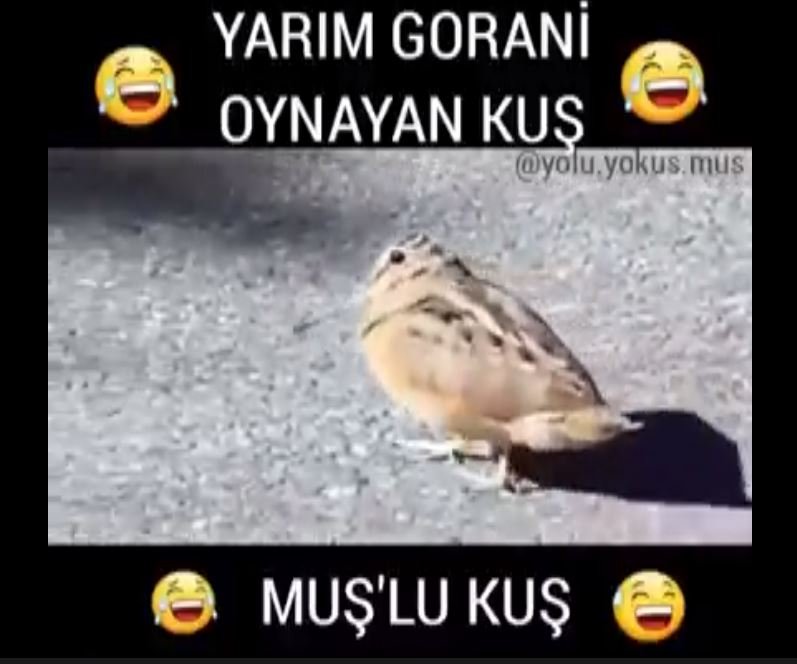 Yarım Gorani Oynayan Kuş