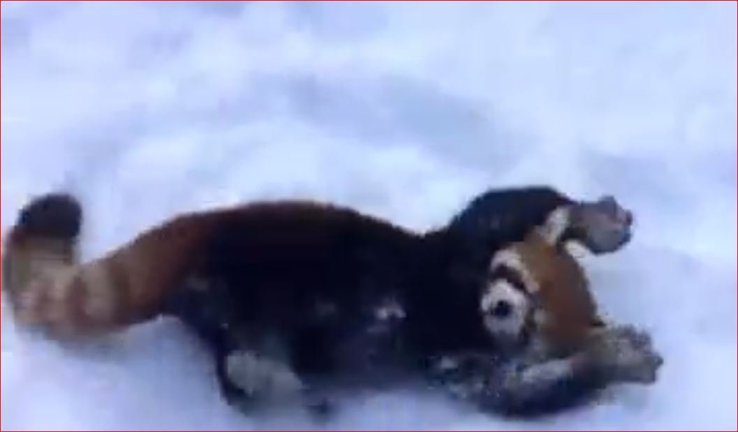 Çok Şeker Hayvanlar Bunlar