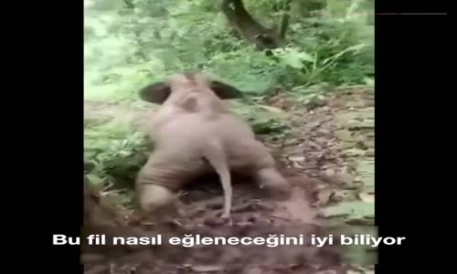 Nasıl Eğleneceğini Bilen Fil