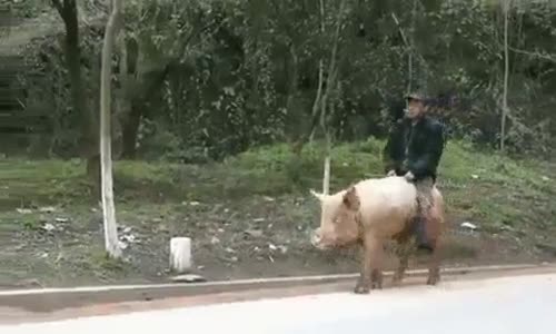 Domuza Biner Gezerim 