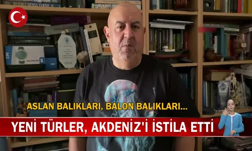 Aslan Balıkları Akdenizi İstila Etti! İşte Görüntüler 