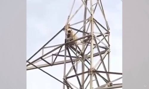 Elektrik Direğine Çıkan Maymun 25 Metreden Aşağıya Atladı