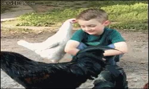 Tavuk sarılınca olay oldu horoz çok çok kıskandı !