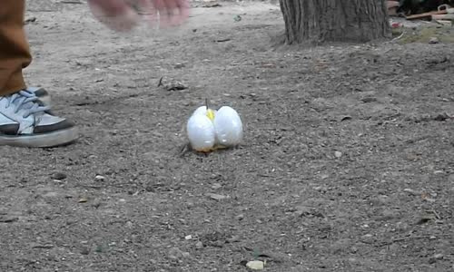 Torpil ile çeşitli cisimleri patlatmak